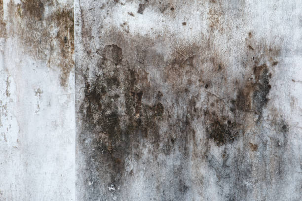 Mold Odor Removal Services in Laguna Woods, CA
