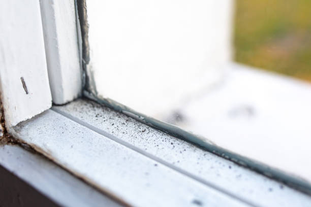  Laguna Woods, CA Mold Removal Pros