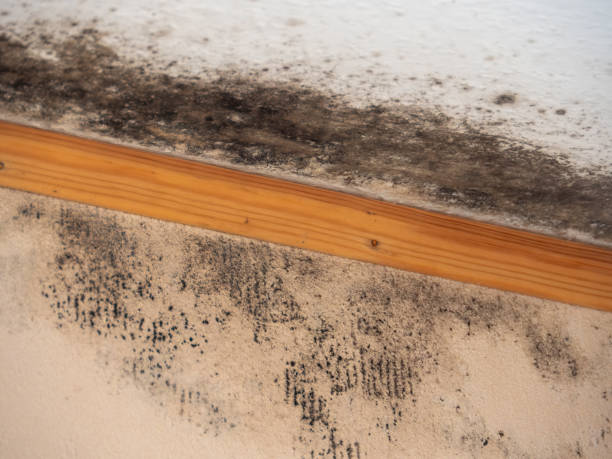 Environmental Consulting for Mold Prevention in Laguna Woods, CA