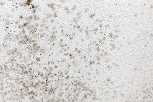 Best Mold-Related Health Consultation  in Laguna Woods, CA